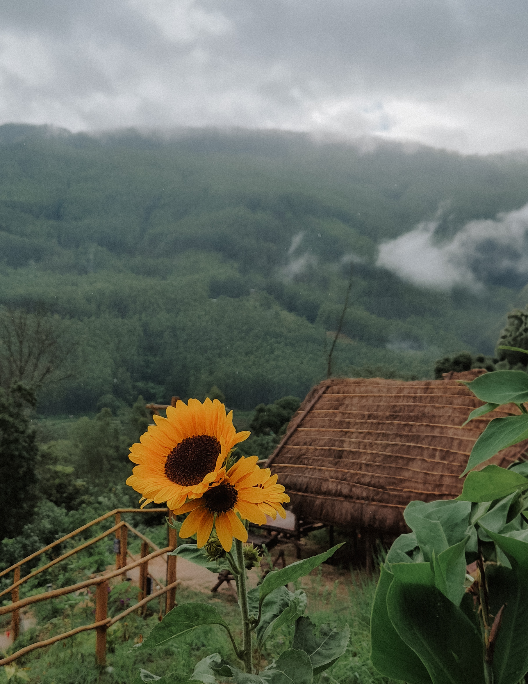 LeafyLoft Cozy A-Frame Cottages